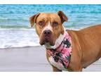 Adopt DONNA a Pit Bull Terrier