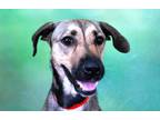 Adopt COCO a German Shepherd Dog