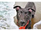 Adopt STAR a Labrador Retriever, Mixed Breed