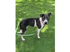 Adopt BELLA a Pit Bull Terrier, Mixed Breed
