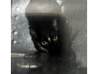 Adopt DAMLA a Domestic Short Hair