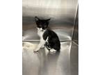 Adopt JESSIE a Domestic Short Hair