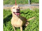 Adopt CANELLA a Labrador Retriever, Mixed Breed