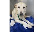 Adopt LOLLIPOP a German Shepherd Dog, Labrador Retriever