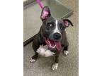 Adopt LUNA a Pit Bull Terrier