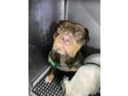 Adopt GENESIS a American Staffordshire Terrier