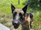 Adopt ARAYA a German Shepherd Dog