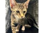 Adopt GRETA a Domestic Short Hair