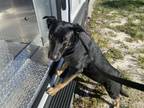 Adopt SWEETPEA a German Shepherd Dog, Mixed Breed