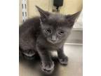 Adopt WANDA a Domestic Short Hair