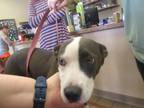Adopt KELLY a Pit Bull Terrier