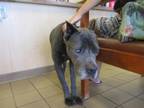 Adopt LAGERTHA a Cane Corso
