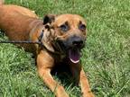 Adopt TULIP a Black Mouth Cur, Mixed Breed