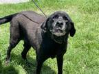Adopt SOPHIE a Labrador Retriever, Mixed Breed
