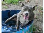 Adopt MOLLY a Pit Bull Terrier