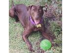 Adopt Roz a Chocolate Labrador Retriever, Doberman Pinscher