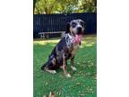 Adopt TRINA a Bluetick Coonhound