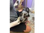 Adopt BLACKWATER a Australian Cattle Dog / Blue Heeler