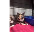 Adopt YUKI a Domestic Short Hair