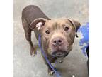 Adopt TORTELL a Pit Bull Terrier
