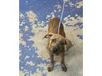 Adopt WENDY PRICKLE a Pit Bull Terrier