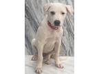 Adopt Journee a Great Pyrenees, Labrador Retriever
