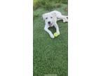 Adopt Joplin a Great Pyrenees, Labrador Retriever
