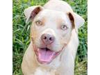 Adopt Freckles a American Staffordshire Terrier