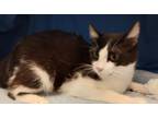 Adopt PITA a American Shorthair