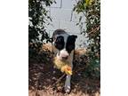 Adopt Saylor a Mixed Breed