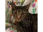 Adopt 6363 Naomi a Domestic Short Hair, Tabby