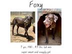 Adopt Foxy a Pit Bull Terrier, Labrador Retriever