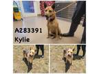 Adopt KYLIE a German Shepherd Dog