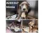 Adopt MINNIE a Pit Bull Terrier, Mixed Breed