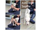 Adopt SOPHIE a Labrador Retriever, Mixed Breed