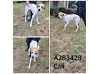 Adopt CALI a Mixed Breed