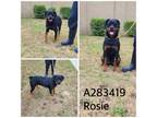 Adopt ROSIE a Rottweiler