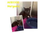 Adopt MARGAERY a Domestic Short Hair