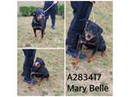 Adopt MARYBELLE a Rottweiler