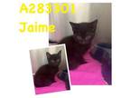 Adopt JAIME a Domestic Short Hair
