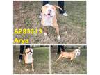 Adopt ARYA a Pit Bull Terrier, Mixed Breed