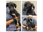 Adopt KARLA a Mixed Breed