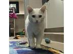 Adopt Sunshine a Domestic Short Hair