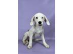 Adopt Libby a Basset Hound, Mixed Breed
