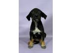 Adopt Jena a Border Collie, Mixed Breed