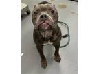 Adopt EVE a Pit Bull Terrier