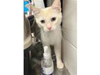 Adopt CHER a Siamese