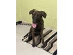 Adopt LILY a Dutch Shepherd, Golden Retriever
