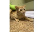 Adopt BETHANY a Domestic Short Hair