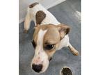 Adopt Samara a Jack Russell Terrier, Whippet
